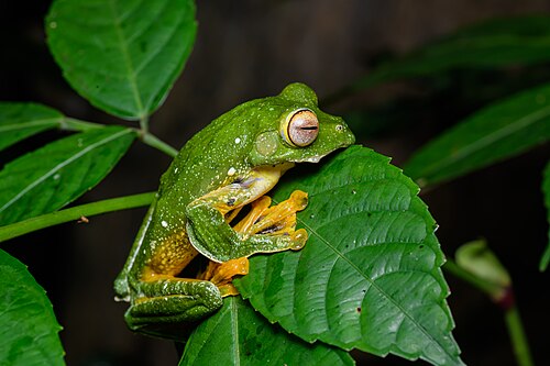 Black-webbed Treefrog reference