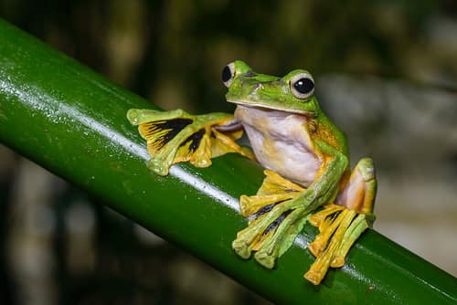 Wallace's Flying Frog reference