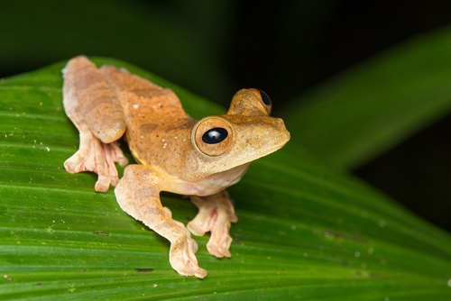 Harlequin Tree Frog reference