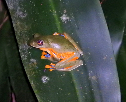 Reinwardt's Flying Frog reference