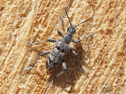 Ribbed Pine Borer reference