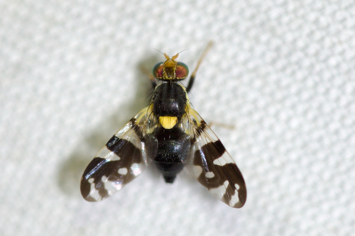 Black Cherry Fruit Fly reference