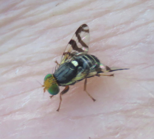 Western Cherry Fruit Fly reference