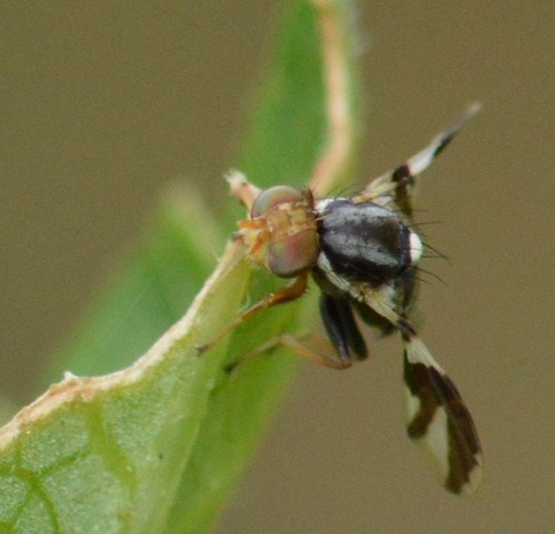 Apple Maggot Fly reference