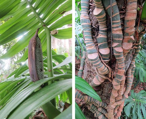 Creeping Philodendron reference