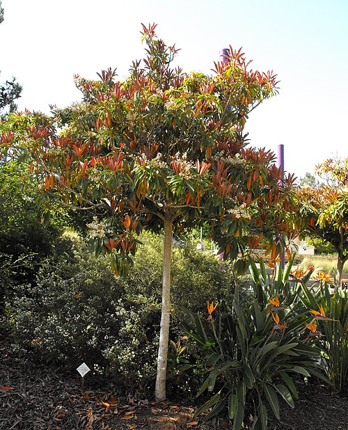Bronze Loquat reference