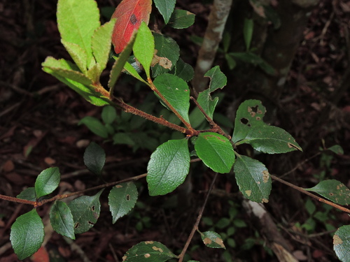 Indian Hawthorn reference