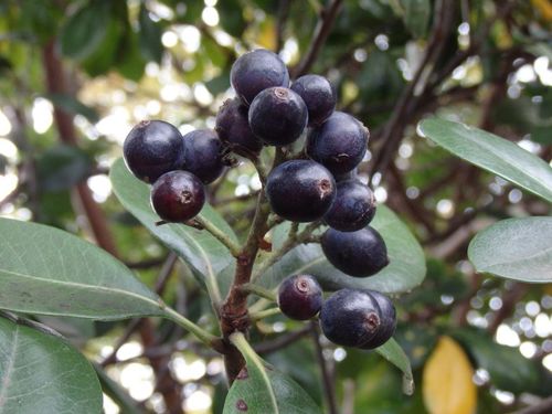 Yeddo Hawthorn reference