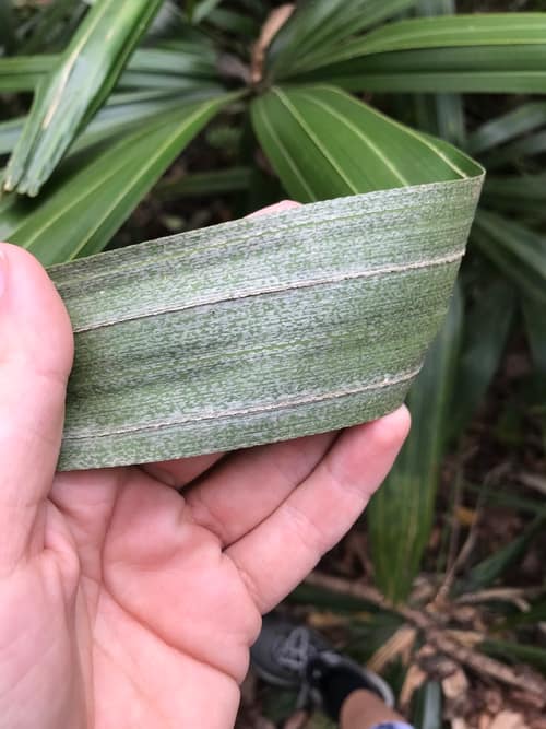 Needle Palm reference