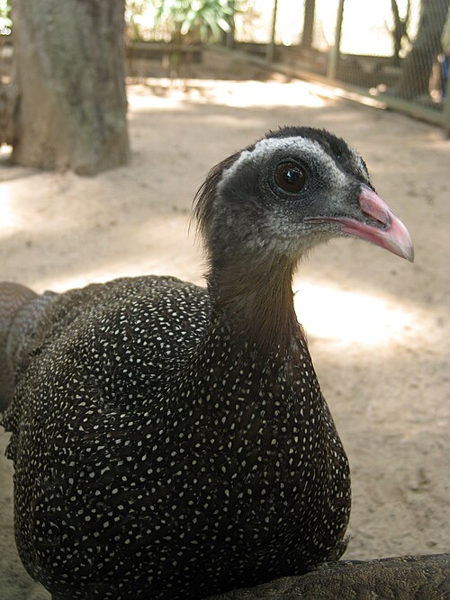 Crested Argus reference