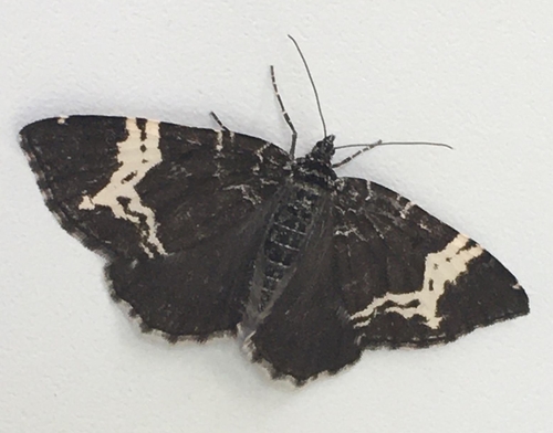 Spear-Marked Black Moth reference