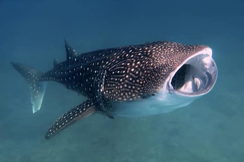 Whale Shark reference