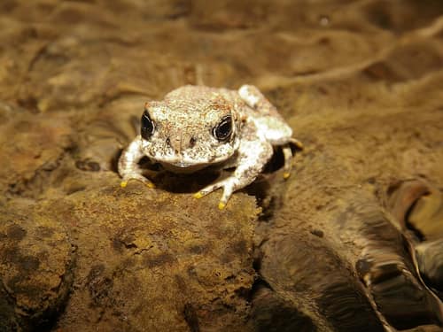 Chilean Toad reference