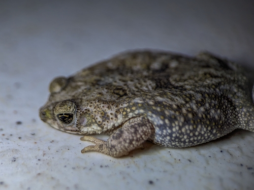 Granular Toad reference