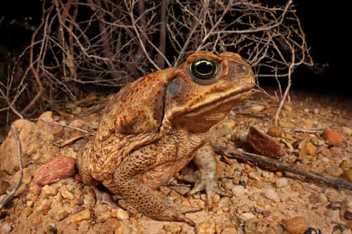 Cane Toad reference