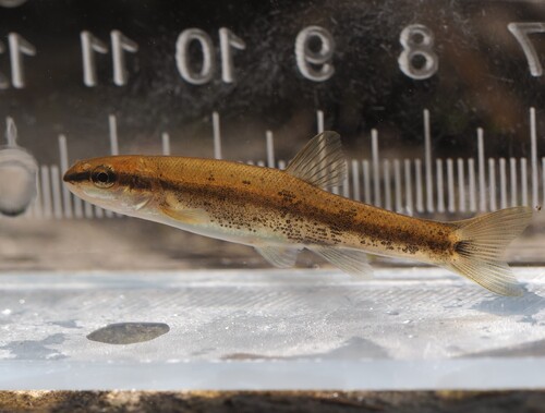 Blacknose Dace reference