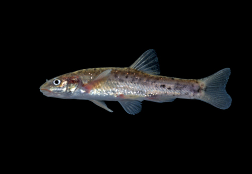 Speckled Dace reference