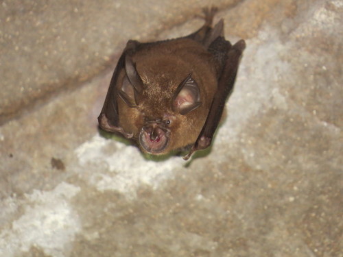 Intermediate Horseshoe Bat reference