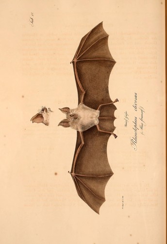 Geoffroy's Horseshoe Bat reference