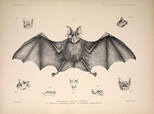 Pearson's Horseshoe Bat reference