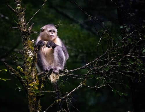Yunnan Snub-nosed Monkey reference