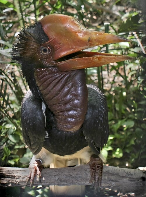 Helmeted Hornbill reference