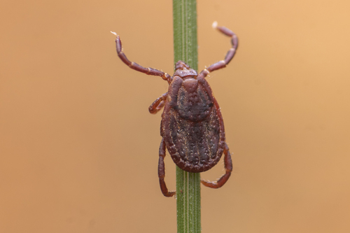 Brown Dog Tick reference