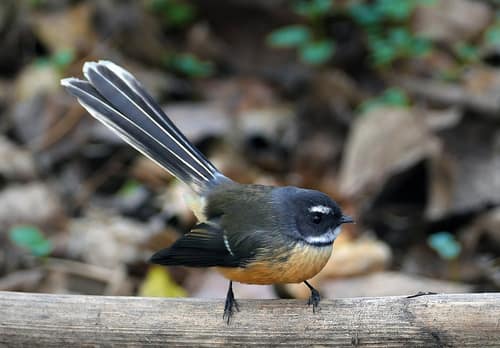 New Zealand Fantail reference