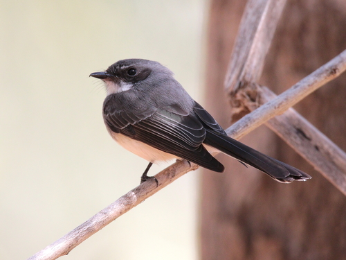 Northern Fantail reference