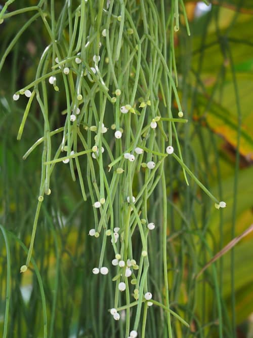 Mistletoe Cactus reference
