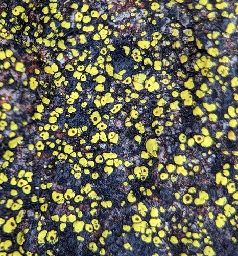 Concentric Map Lichen reference