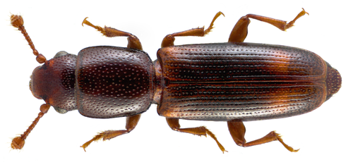 Two-spotted Root-eating Beetle reference