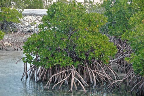 Red Mangrove reference