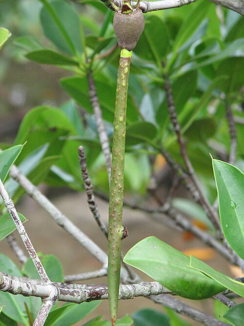 Asiatic Mangrove reference