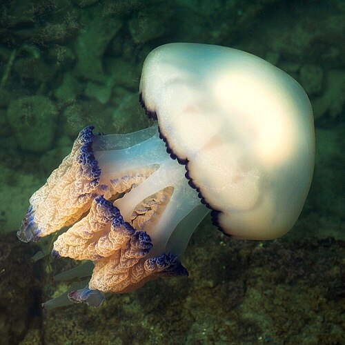 Barrel Jellyfish reference