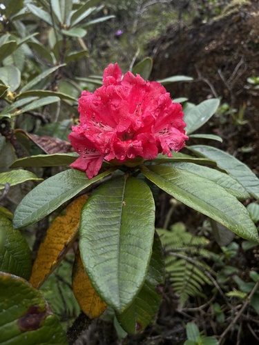 Tree Rhododendron reference