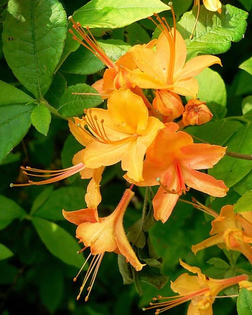 Flame Azalea reference