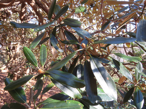 Japanese Rhododendron reference