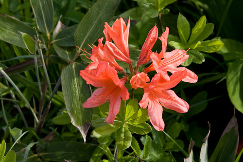 Japanese Azalea reference