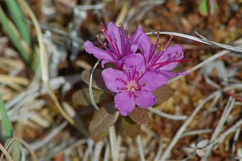 Lapland Rosebay reference