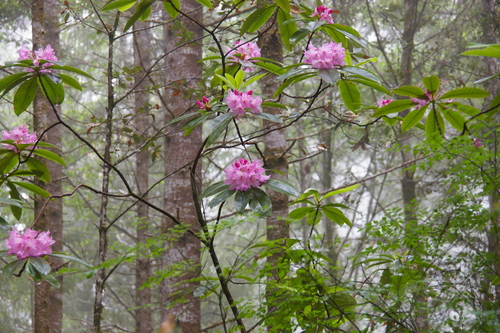 Pacific Rhododendron reference