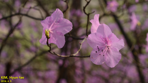 Korean Rhododendron reference