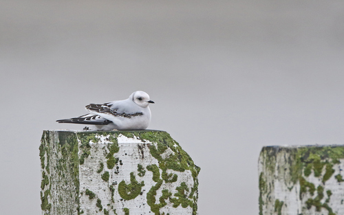 Ross's Gull reference