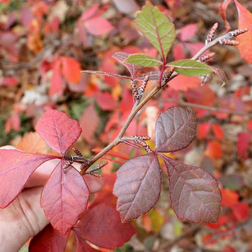 Fragrant Sumac reference
