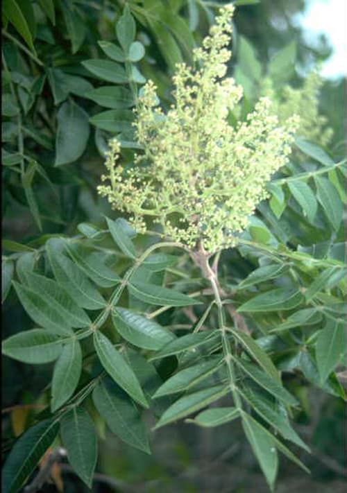 Shining Sumac reference