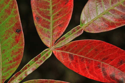 Winged Sumac reference