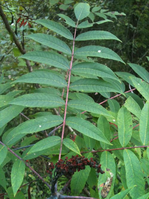 Smooth Sumac reference