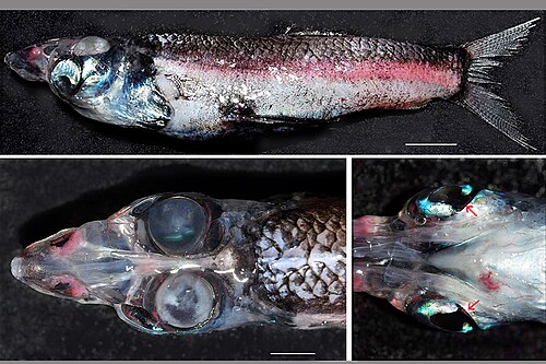 Glasshead Barreleye reference