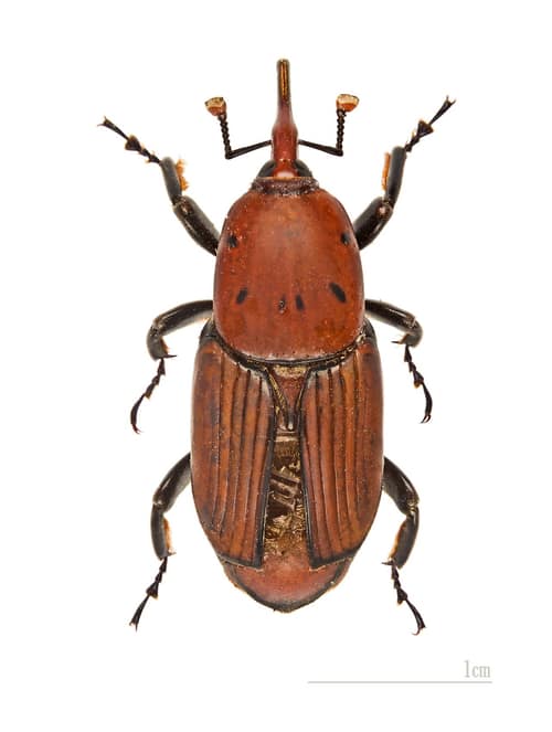 Red Palm Weevil reference
