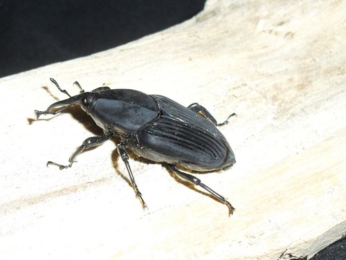 South American Palm Weevil reference